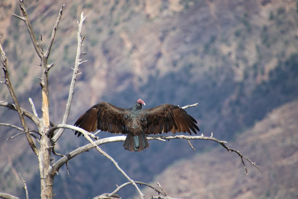 Vulture